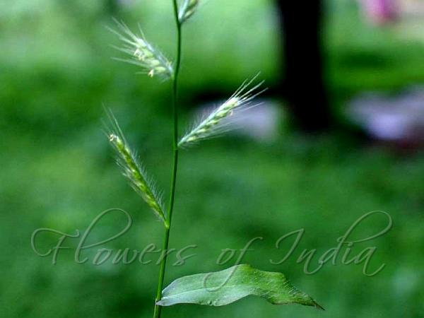 Wavy-Leaf Basketgrass