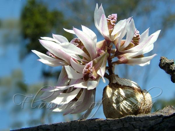 Wavy-Lip Dendrobium