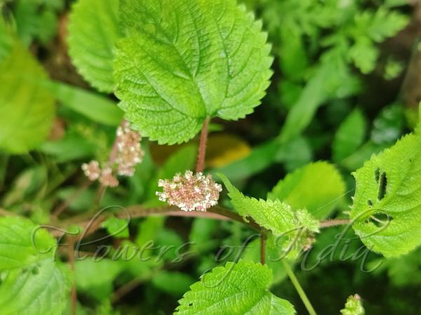 West-Indian Woodnettle