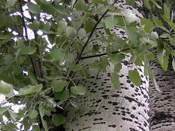 White Poplar