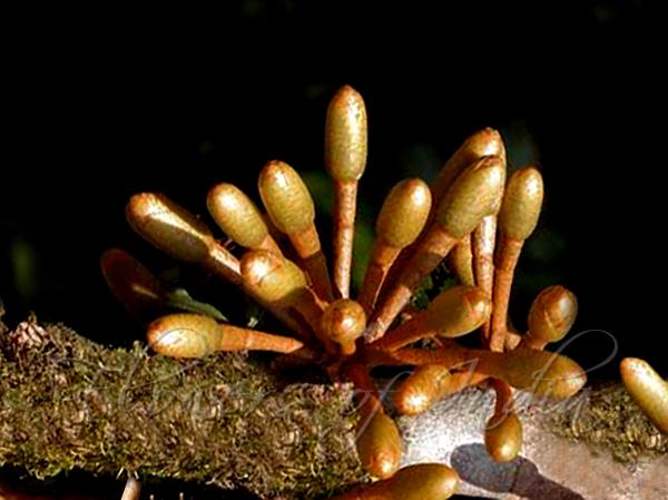 Cullenia exarillata - Wild Durian