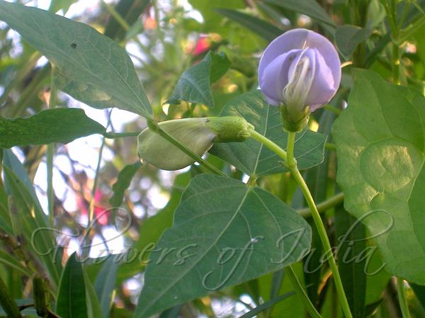 Winged Bean