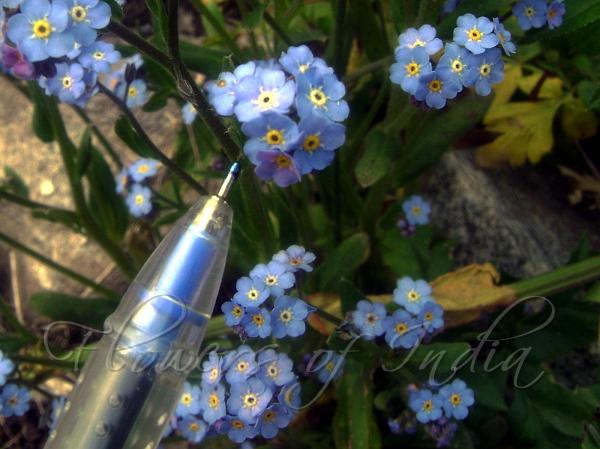 Wood Forget-Me-Not