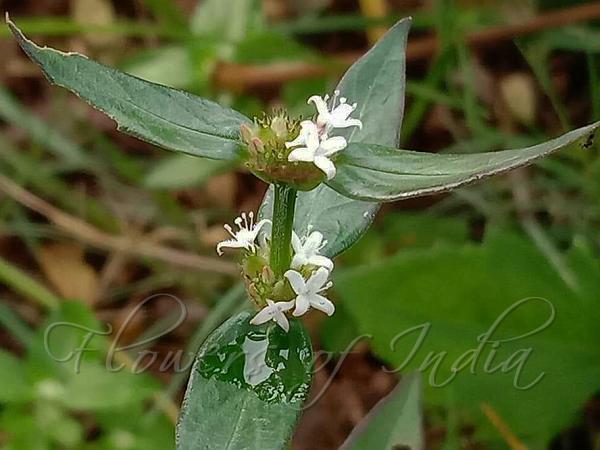 Woodland Buttonweed