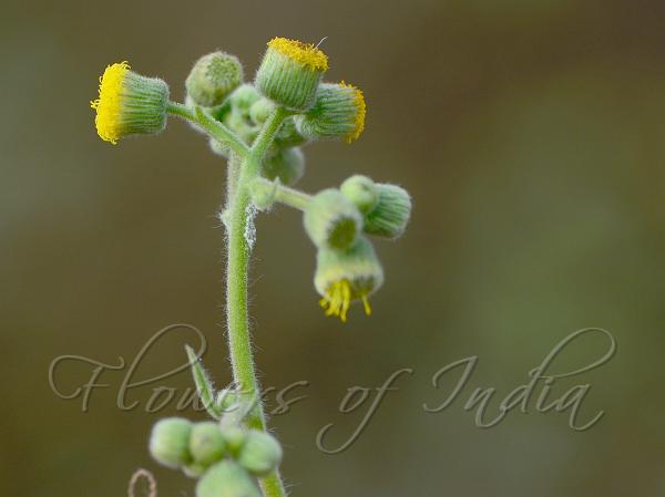 Wool-Flower Knob-Bush