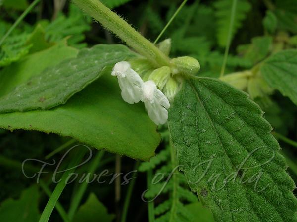 Woolly Slitwort