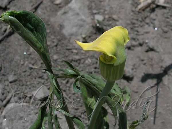 Yellow Cobra Lily