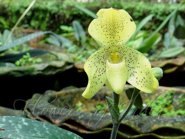 Yellow Slipper Orchid