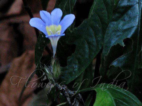 Yellow-Throated Bush-Violet