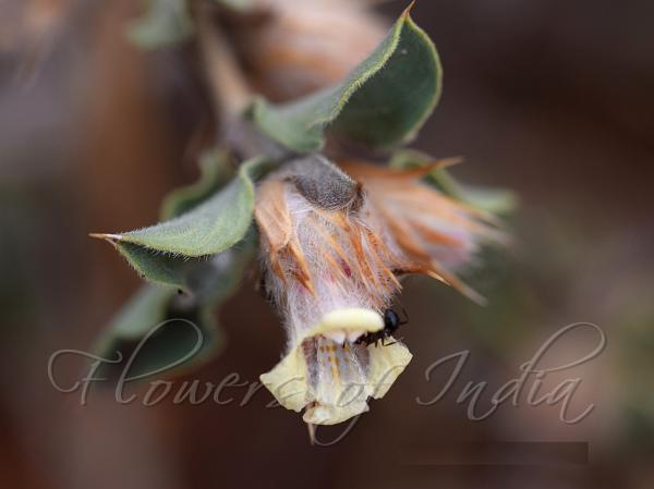 Yellowish Scaly-Ball