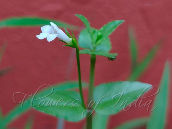 Yellowseed Bog-Herb