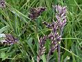 Alpine Meadow-Grass