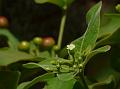 American Serpentwood