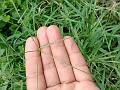 Arched Bermuda Grass