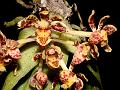 Arunachal Belly-Lip Orchid