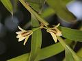 Bamboo-Leaf Dendrobium