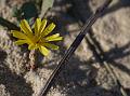 Beach Skeletonweed