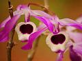 Bent-Raceme Dendrobium