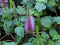 Bottle-Brush Shrub-Mint