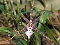 Brassidium Orchid