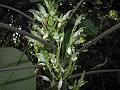 Broad-Leaf Gymnostachyum