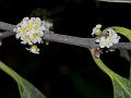 Broadleaf Redberry Tree