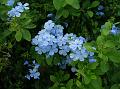 Cape Leadwort