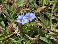 Ceylon Gentian