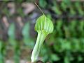Chinese Cobra Lily