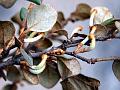 Curved-Flower Mistletoe