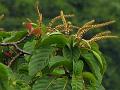 Deccan Fire Tree