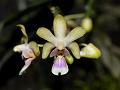 Delicate Moth Orchid