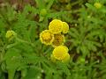 Diskhead Knob-Bush