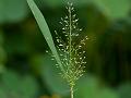Dwarf Reedgrass