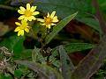 East-Himalayan Senecio-Inula