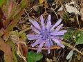 Edible-Leaf Violet Dandelion