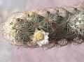 Elongated Nipple Cactus