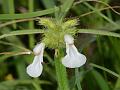 Erect Slitwort