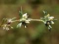 Field Cudweed
