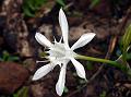 Forest Spider Lily