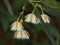 Fringed Bell Tree