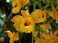 Fringed-Lip Dendrobium