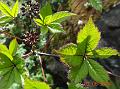 Grape-Leaf Eleuthero