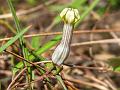 Grass-Leaved Ceropegia