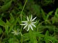 Grass-Leaved Chickweed
