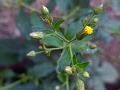 Green Knob-Bush