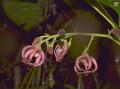 Grooved-Flower Sterculia