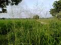 Guinea Grass
