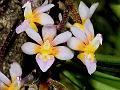 Hairy Rigid-Lip Orchid