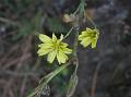 Himalayan Skeletonweed
